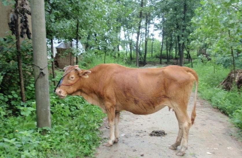 丽水最新求一个套医保卡的黄牛是真的吗方法分析(最方便真实的丽水求一个套医保卡的黄牛是真的吗还是假的方法)